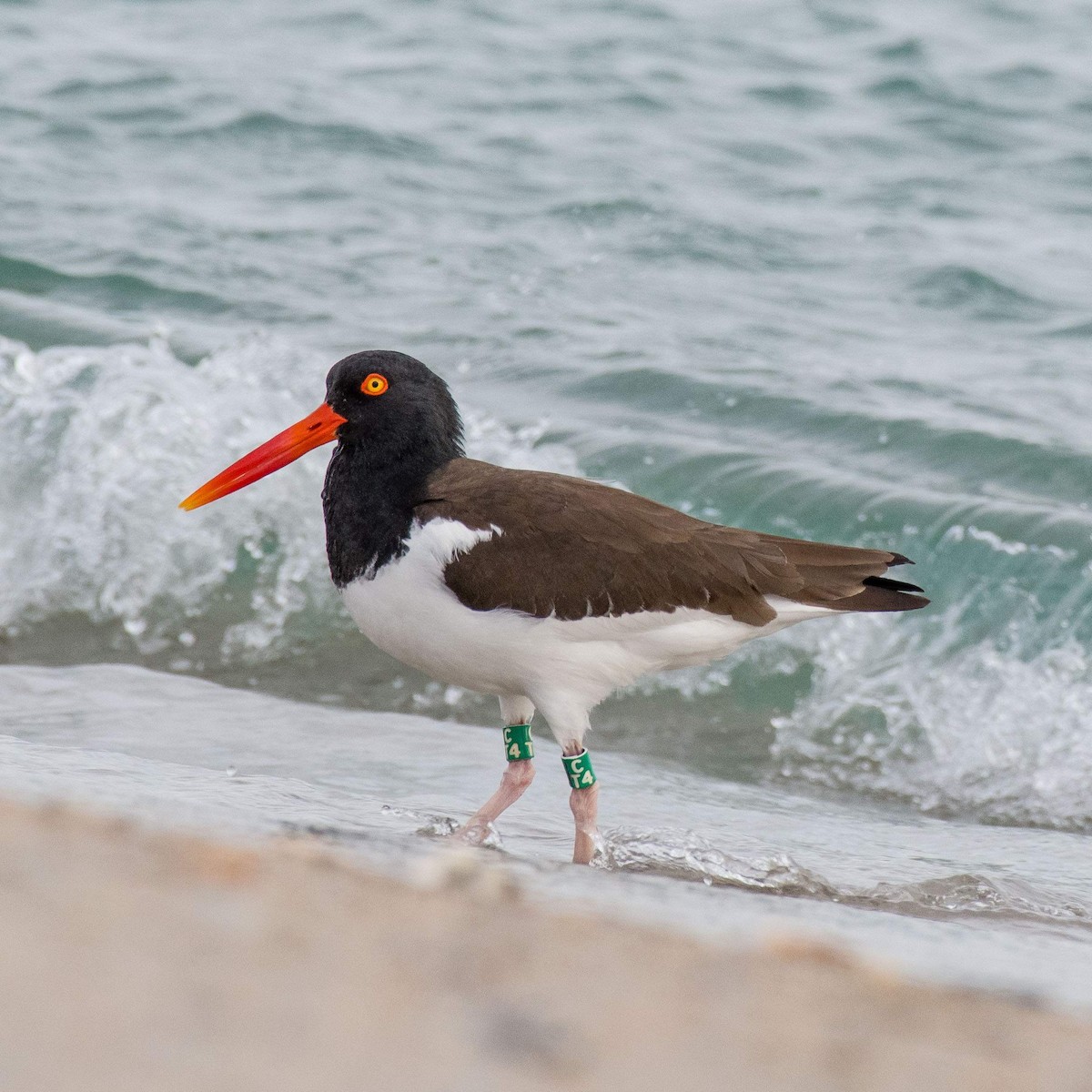 American Oystercatcher - ML562903261