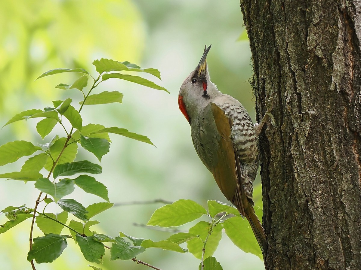 Japanese Woodpecker - ML562906701