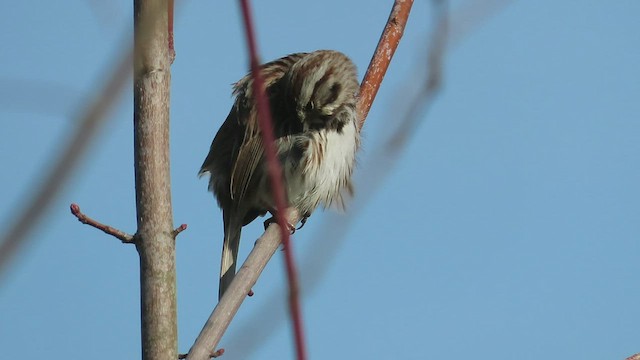 Song Sparrow - ML562907501