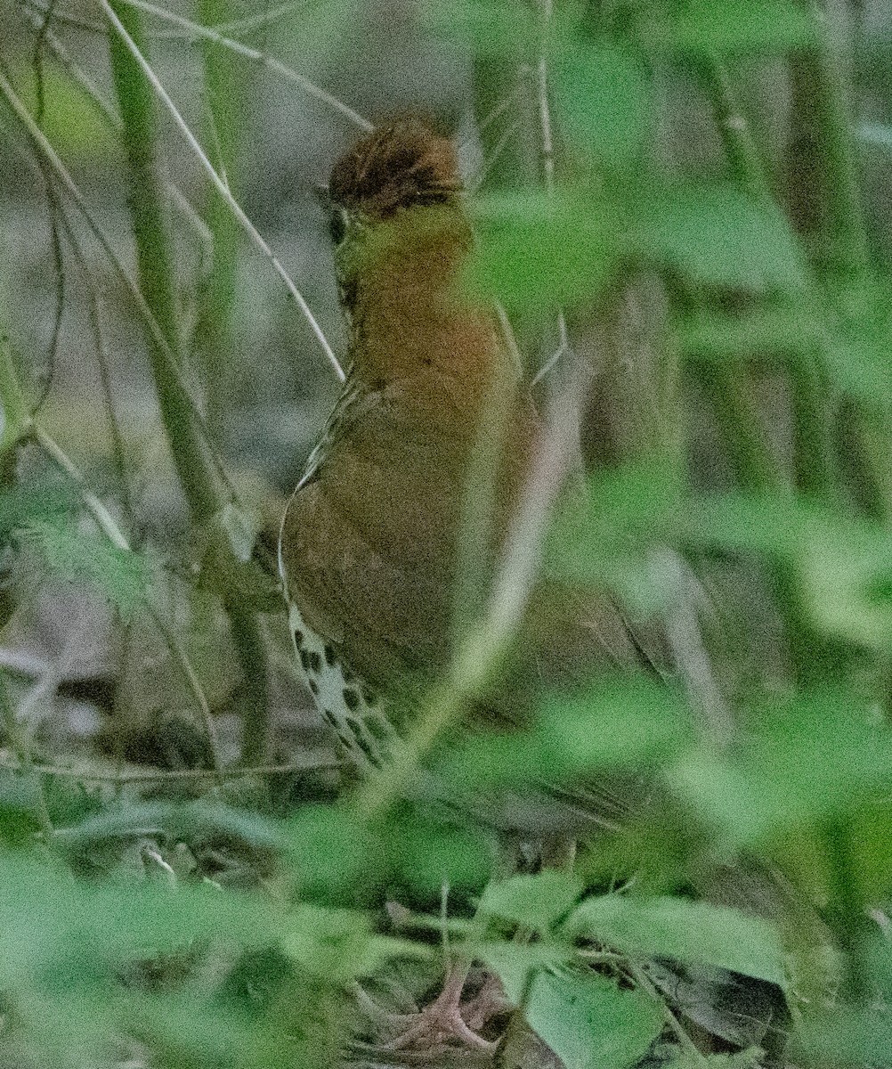 Wood Thrush - ML562907941