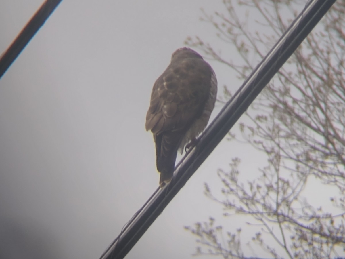 Broad-winged Hawk - ML562908011