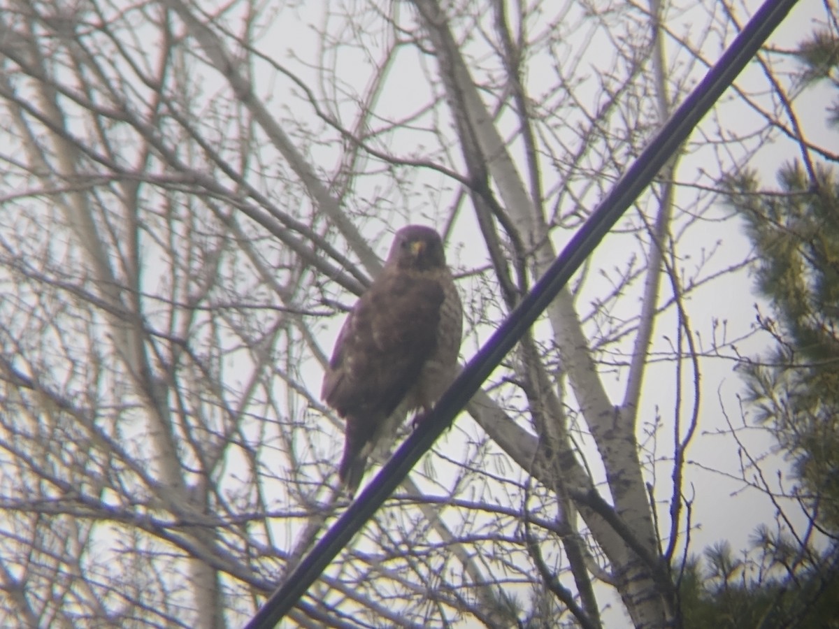 Broad-winged Hawk - Mark Brown