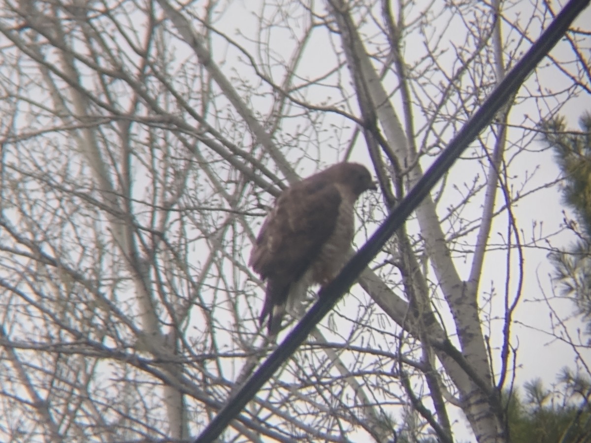 Broad-winged Hawk - ML562908051