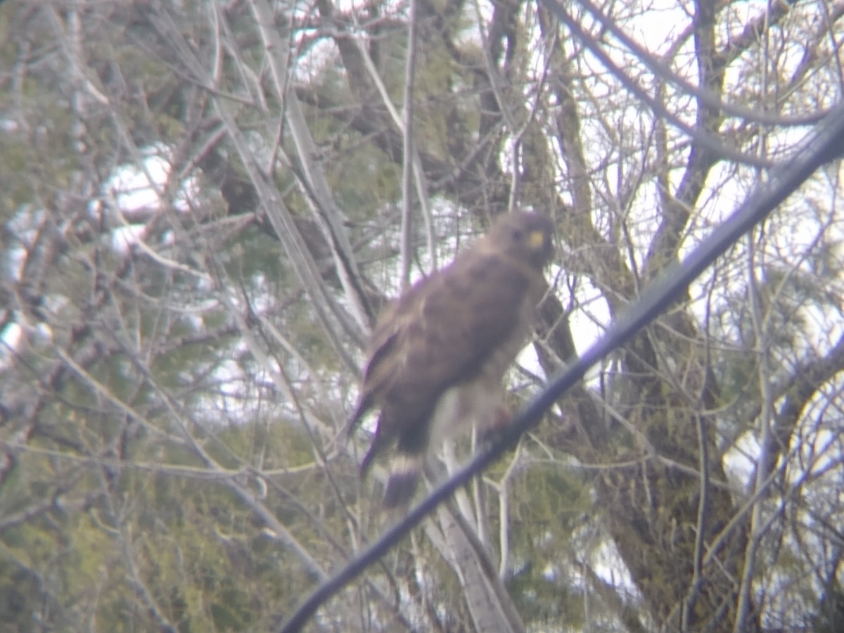 Broad-winged Hawk - ML562908071