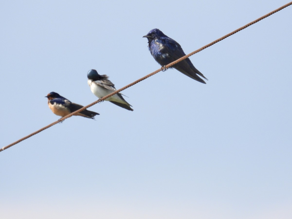 Purple Martin - Tracy Mosebey