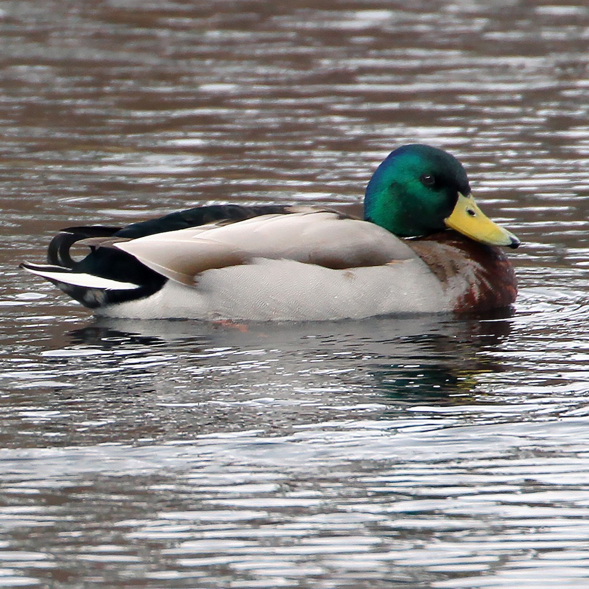 Mallard - Chrystal Klabunde