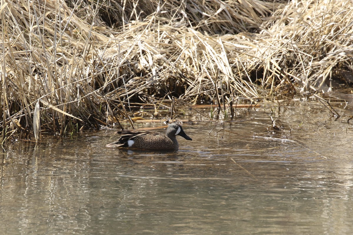 Blue-winged Teal - ML562910371