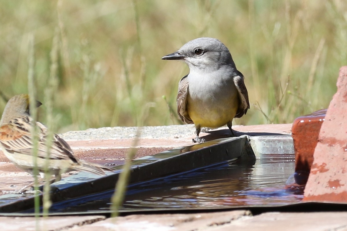 Western Kingbird - Lisa Carol Wolf