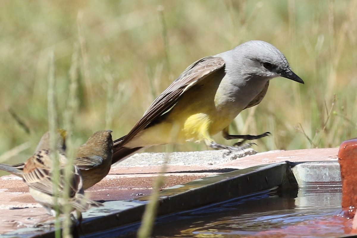 Western Kingbird - ML56291061