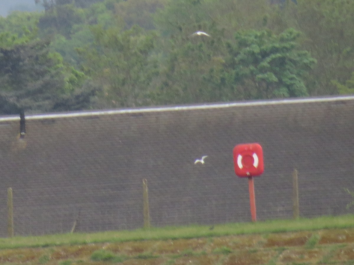 Little Tern - ML56291121