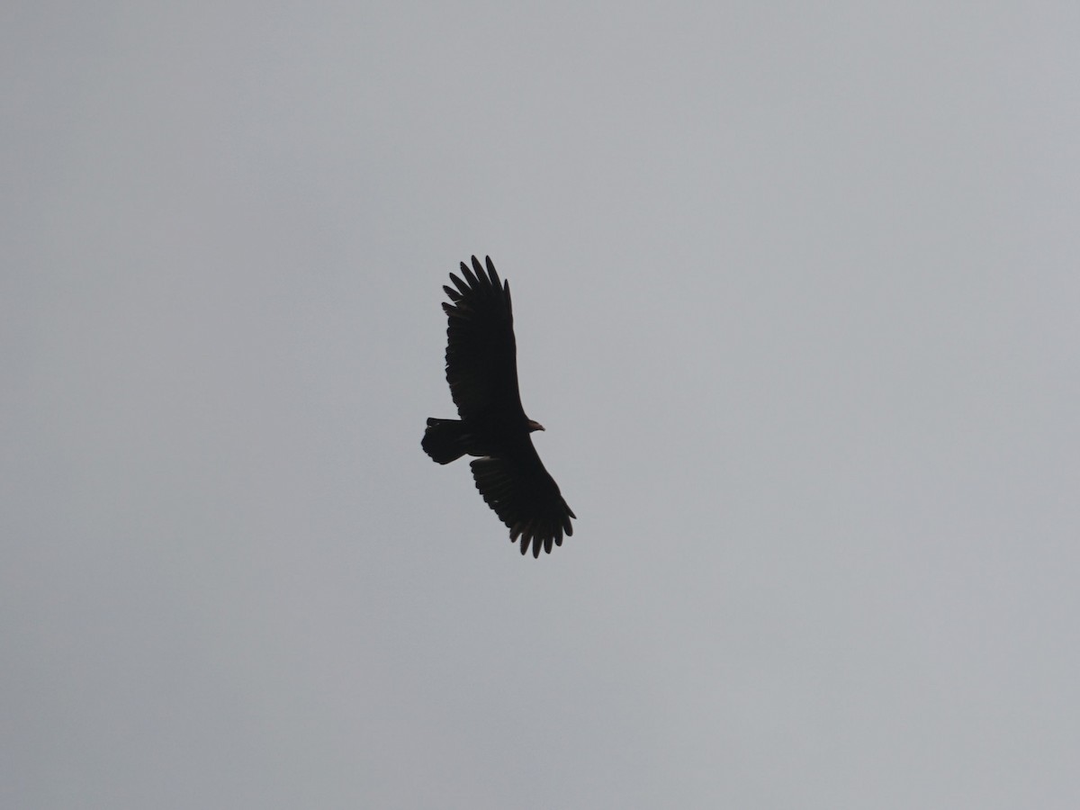 Greater Yellow-headed Vulture - ML562911261