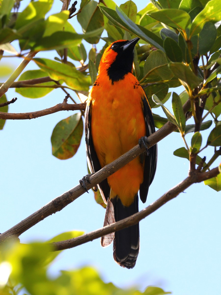 Spot-breasted Oriole - ML562912041
