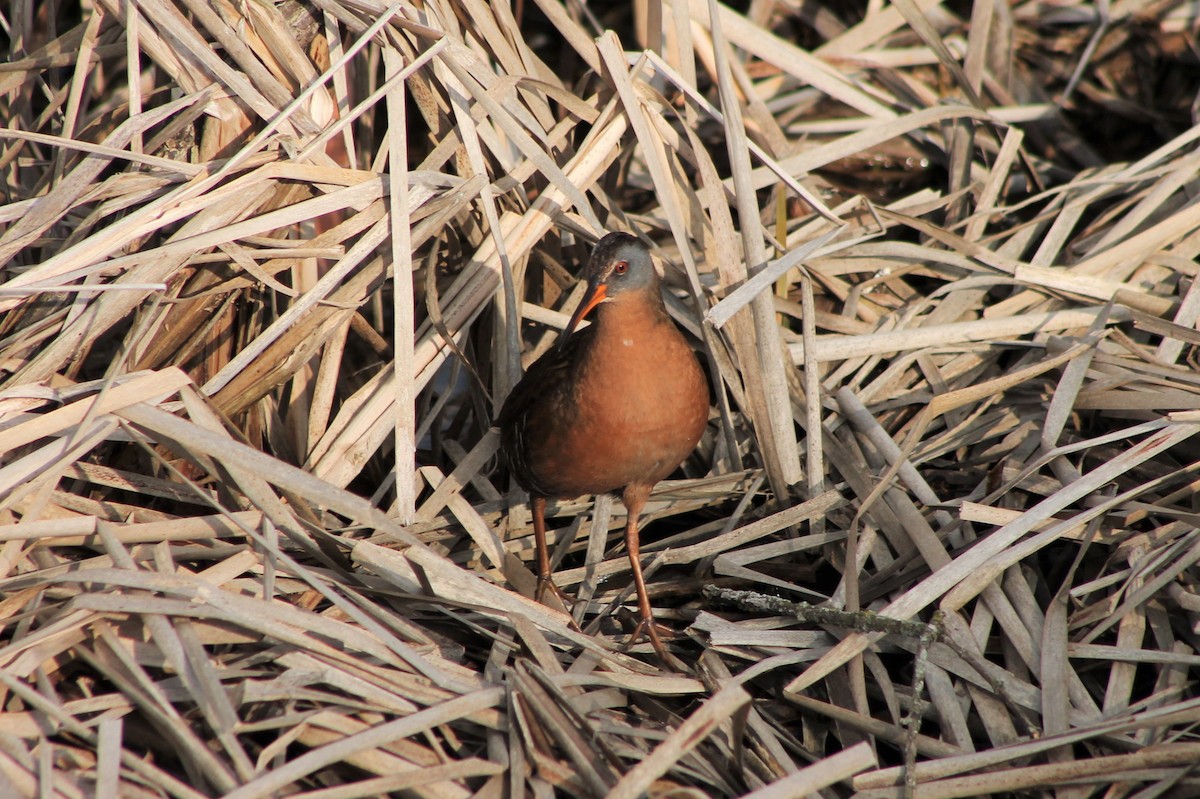 Virginia Rail - ML562912111