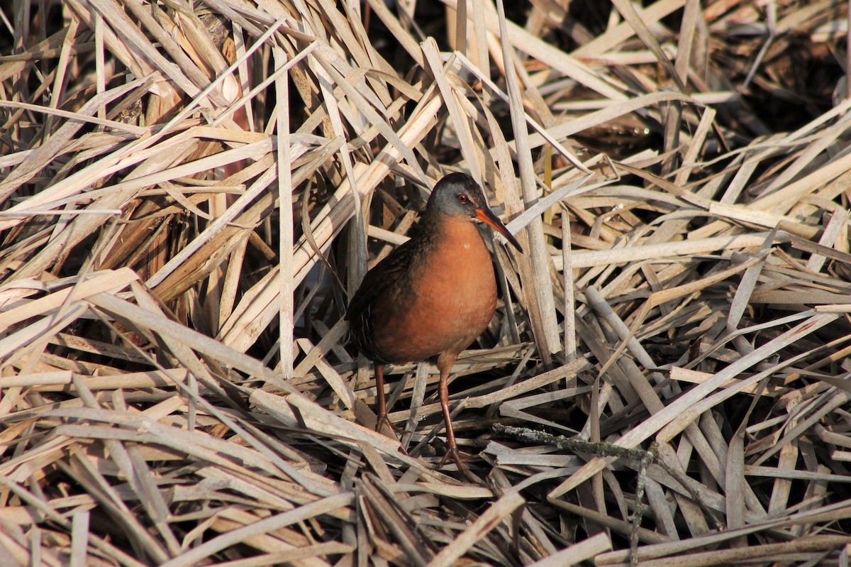 Virginia Rail - ML562912171