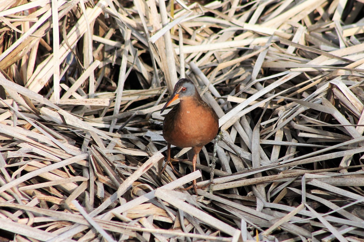 Virginia Rail - ML562912231