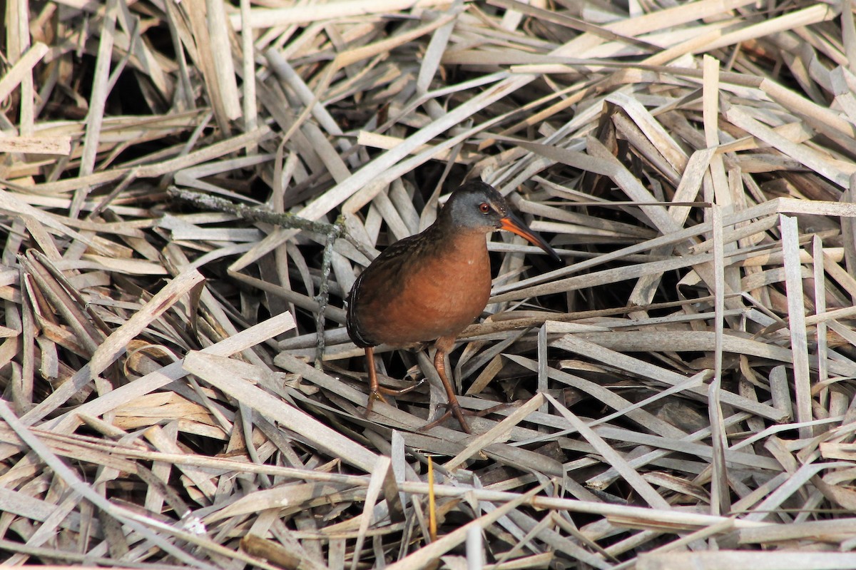 Virginia Rail - ML562912271
