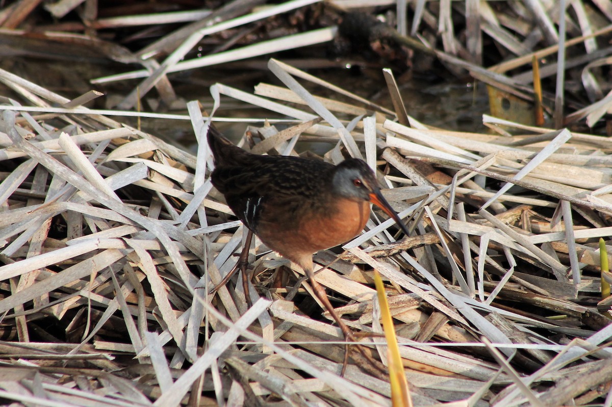 Virginia Rail - ML562912331