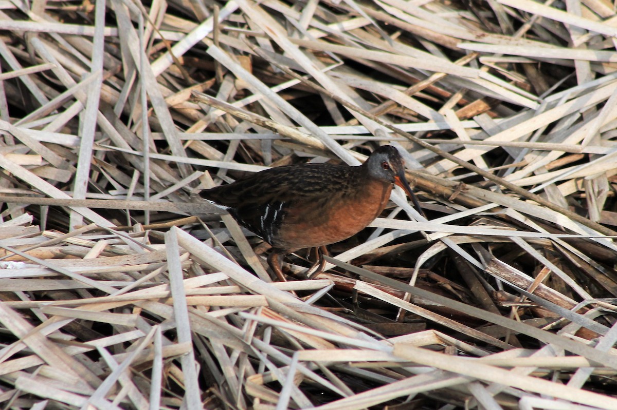 Virginia Rail - ML562912441