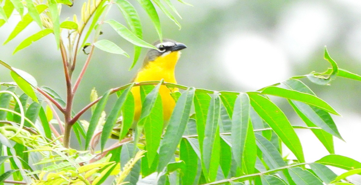 Yellow-breasted Chat - ML562912471