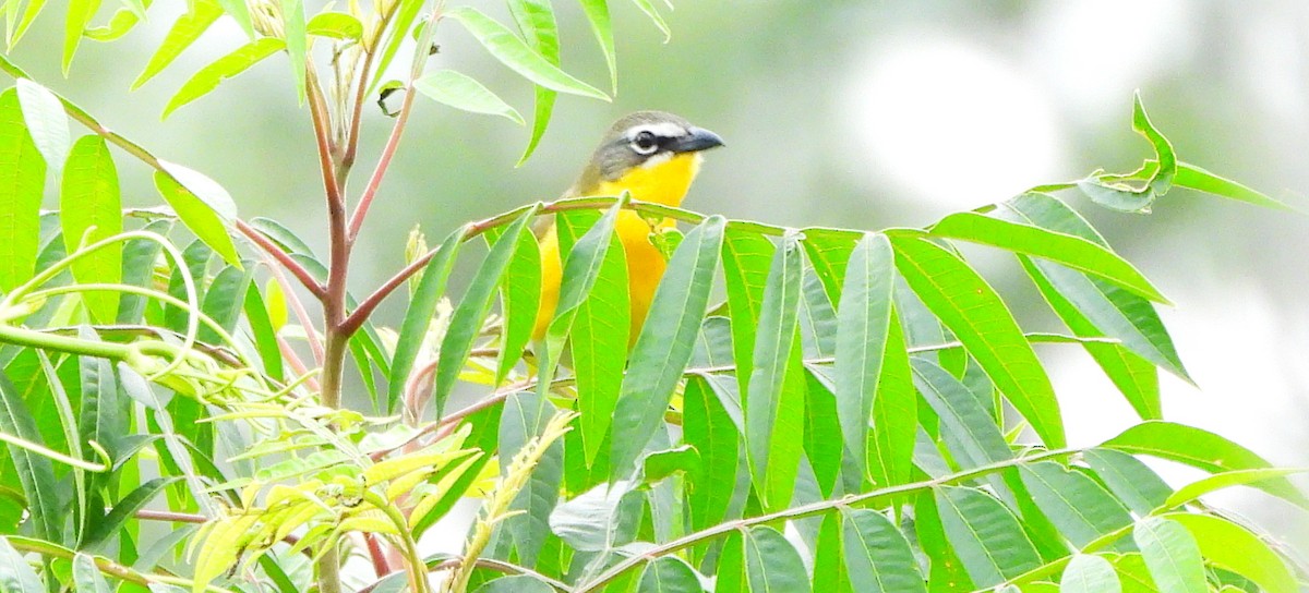Yellow-breasted Chat - ML562912481