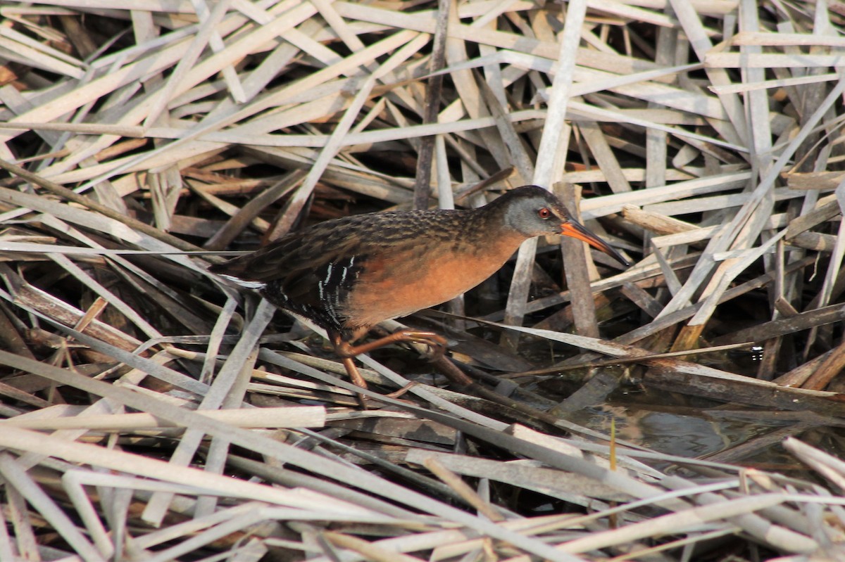 Virginia Rail - ML562912501