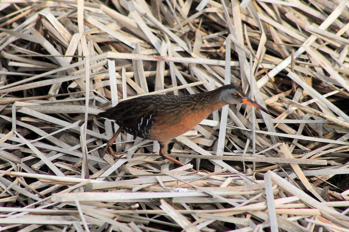Virginia Rail - ML562912561