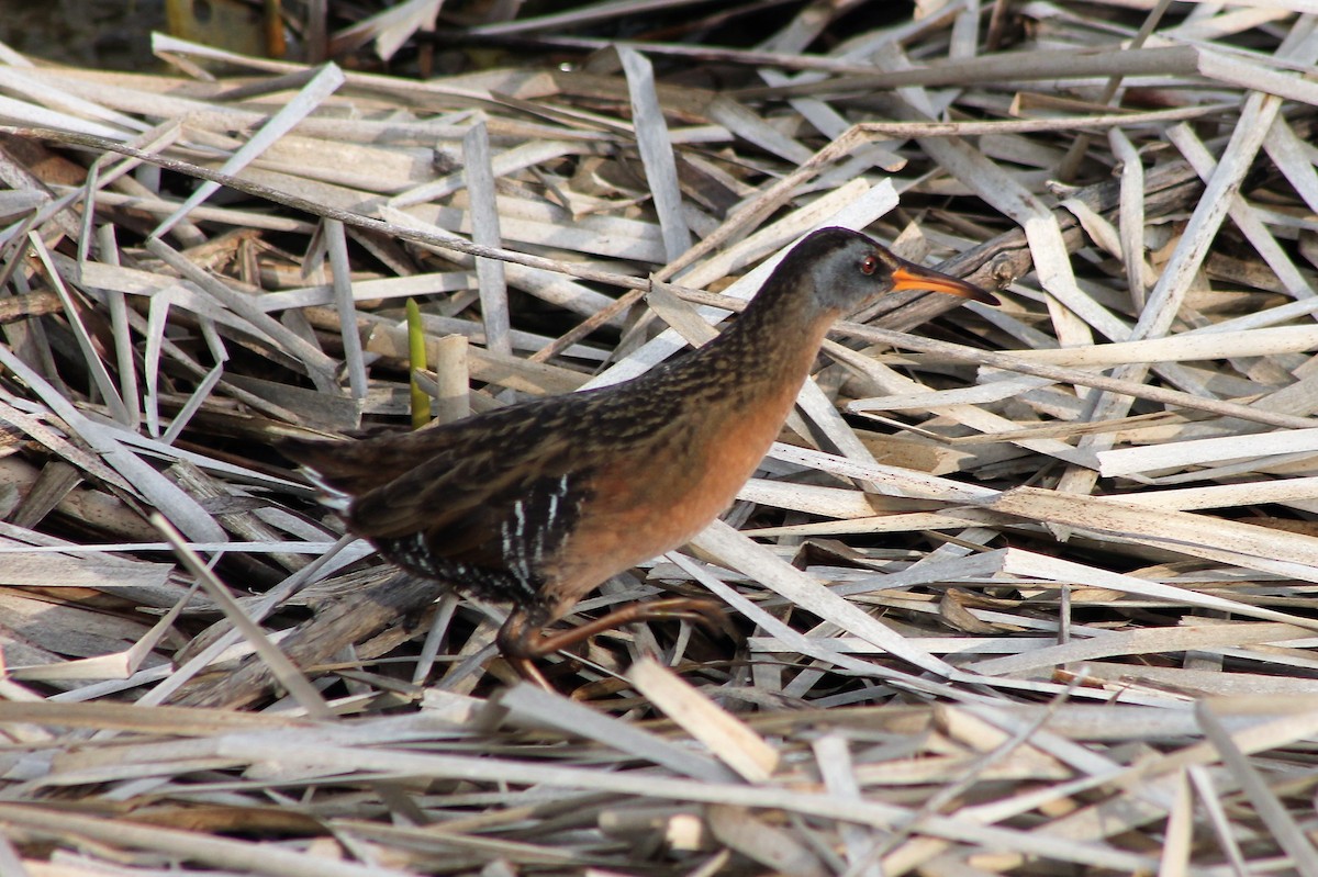 Virginia Rail - ML562912601