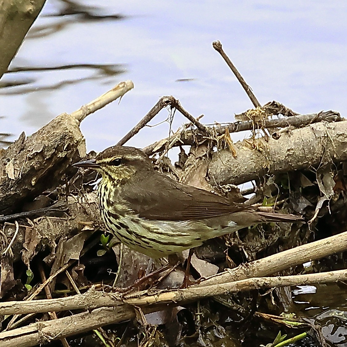 Northern Waterthrush - Marianne Gorman