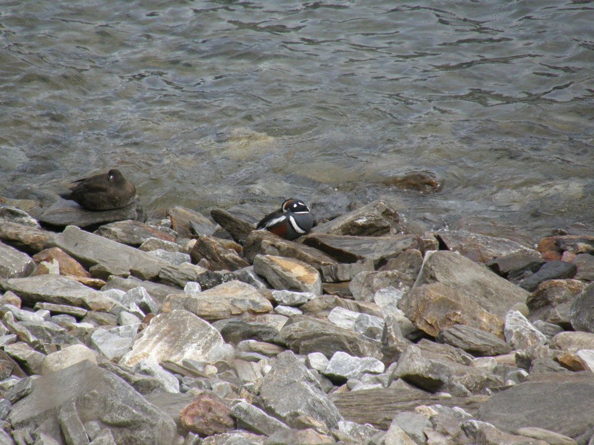 Harlequin Duck - ML562913761