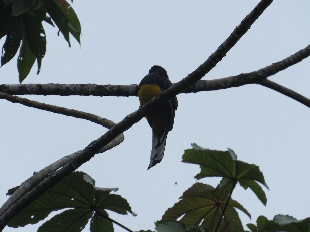 Green-backed Trogon - ML562914771