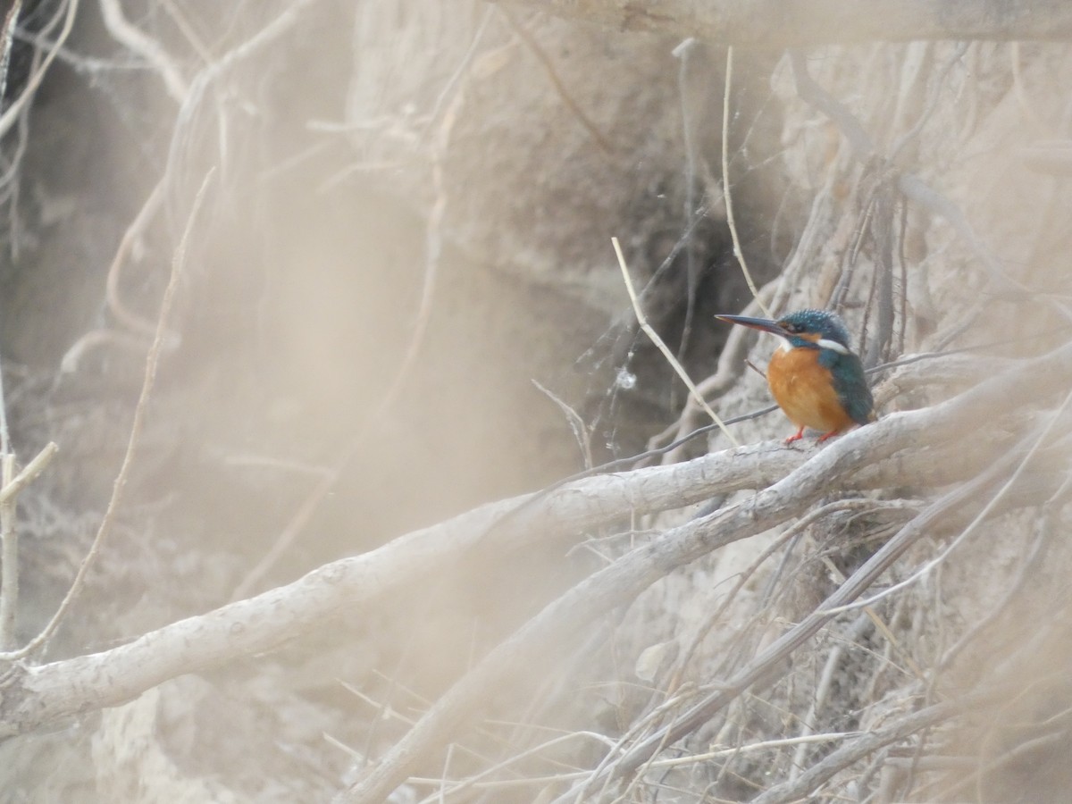 Martin-pêcheur d'Europe - ML562918221