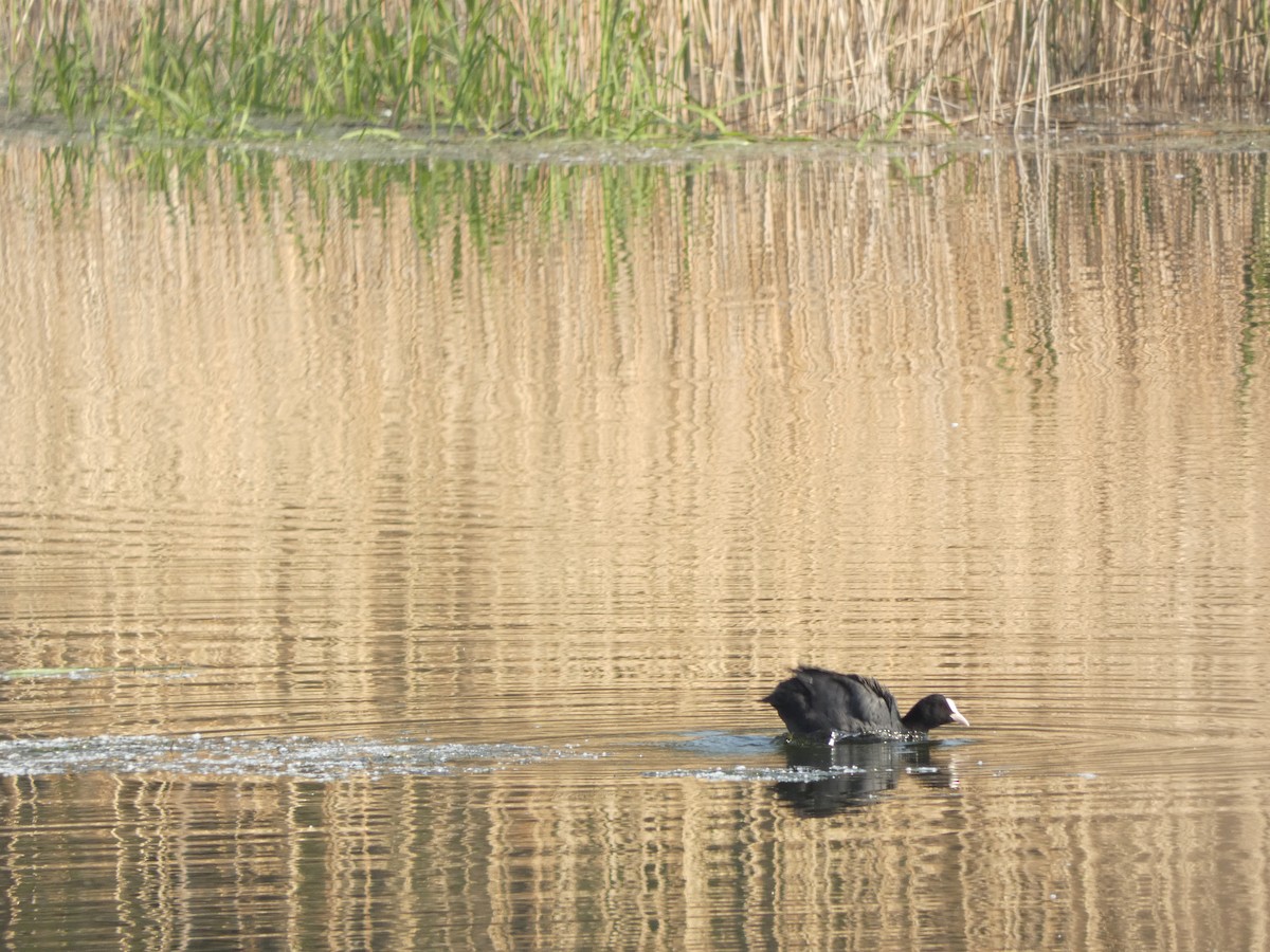 Eurasian Coot - Yuting Deng