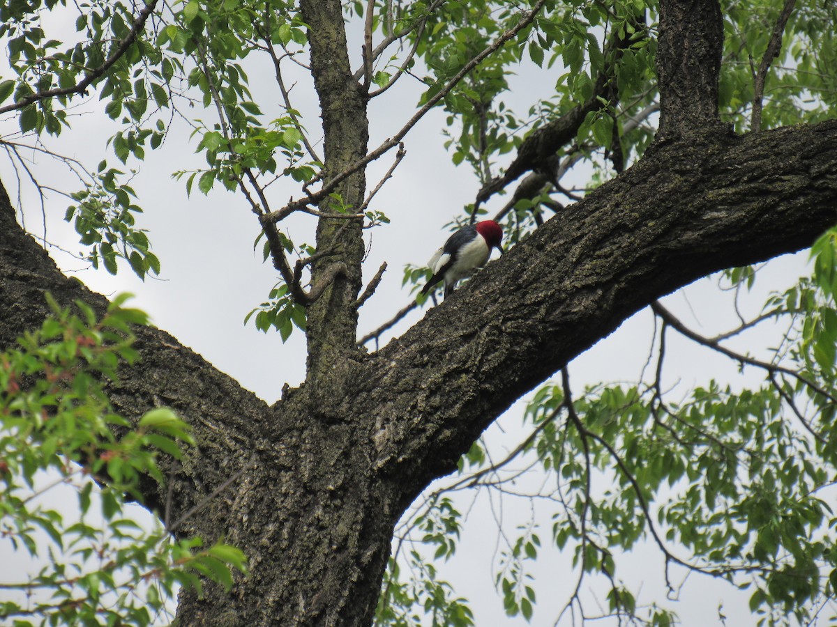 Red-headed Woodpecker - ML562919671