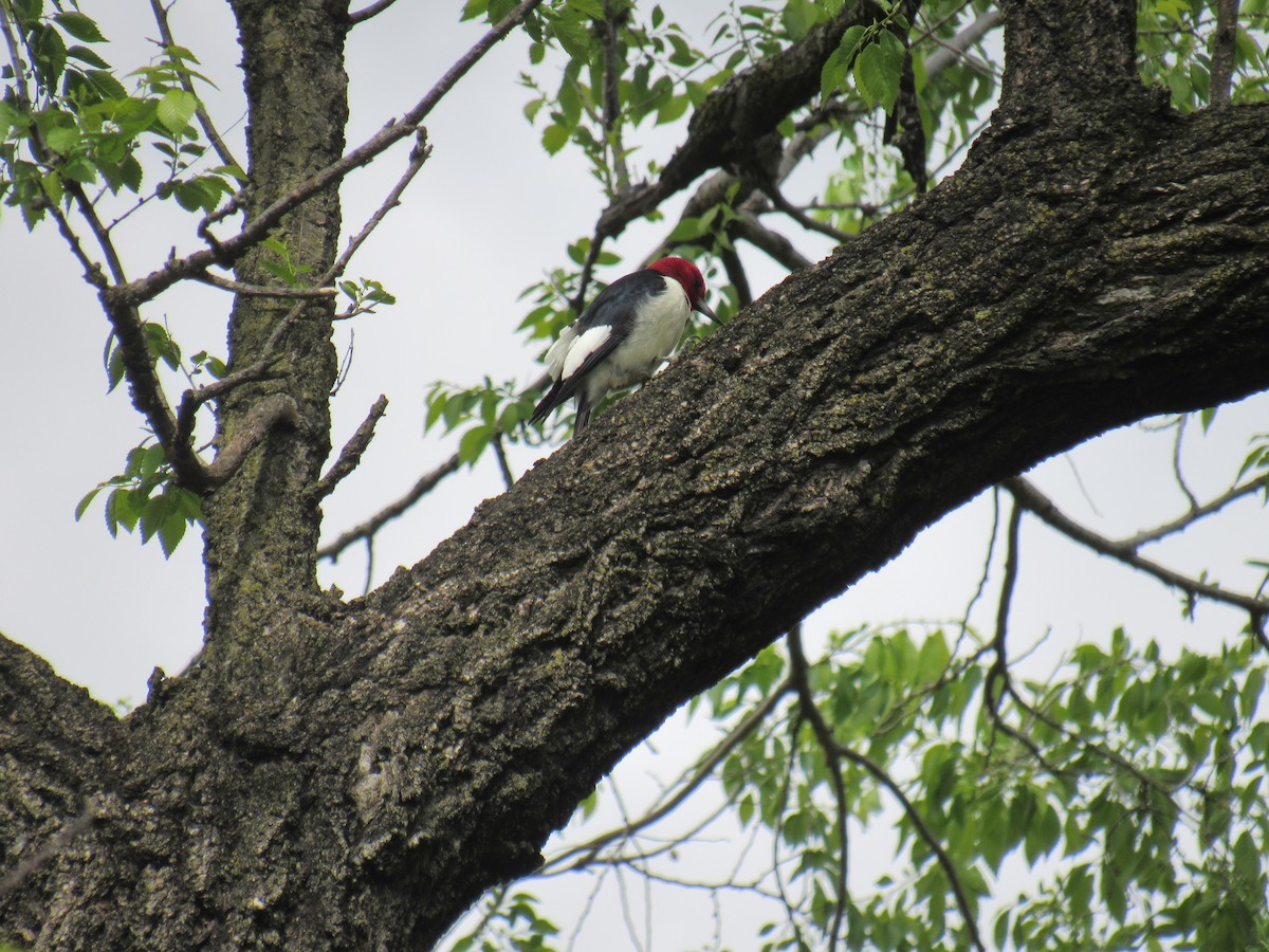 Red-headed Woodpecker - ML562919681