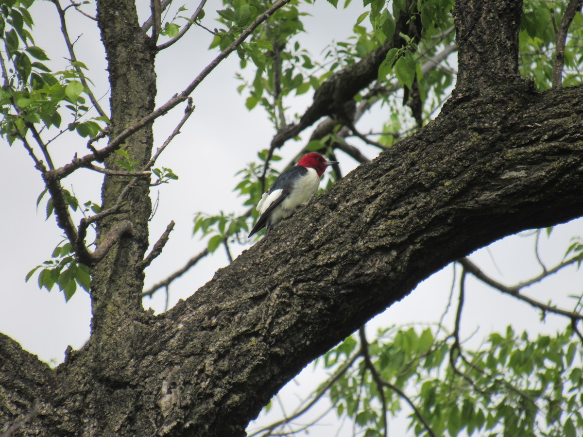 Red-headed Woodpecker - ML562919691