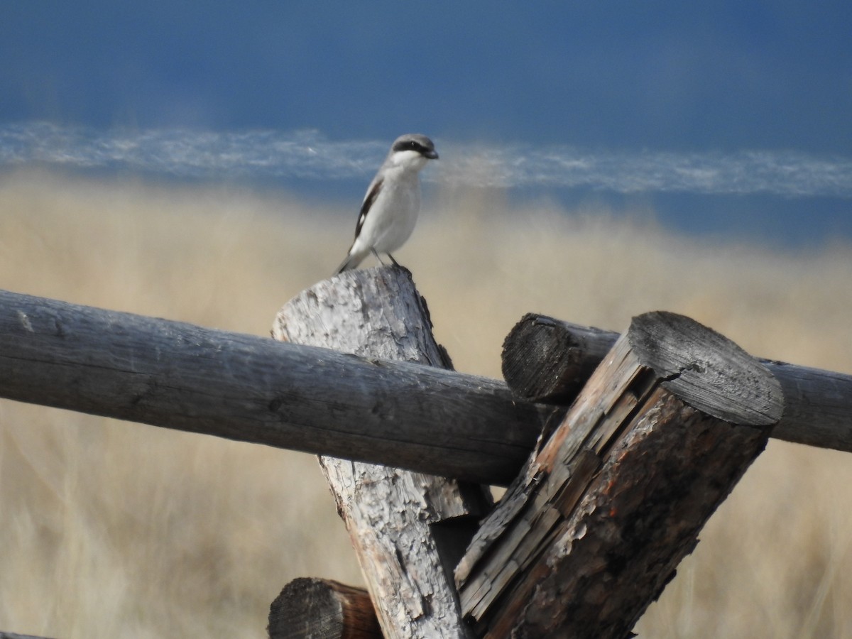 Loggerhead Shrike - ML562920151