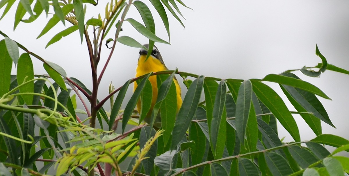 Yellow-breasted Chat - ML562920501