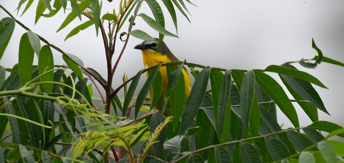Yellow-breasted Chat - ML562920511