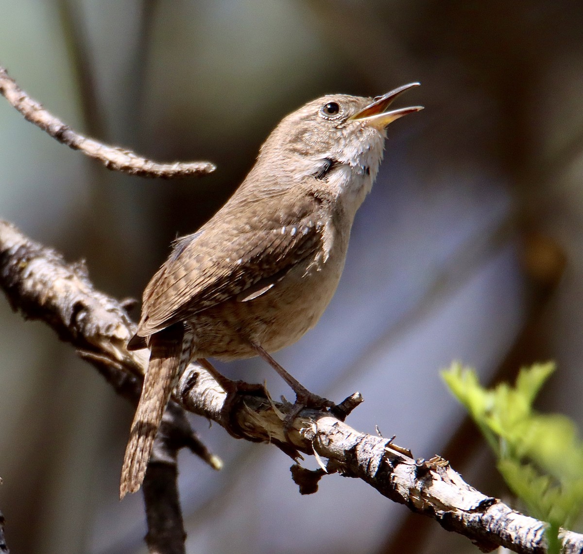 House Wren - ML562920941