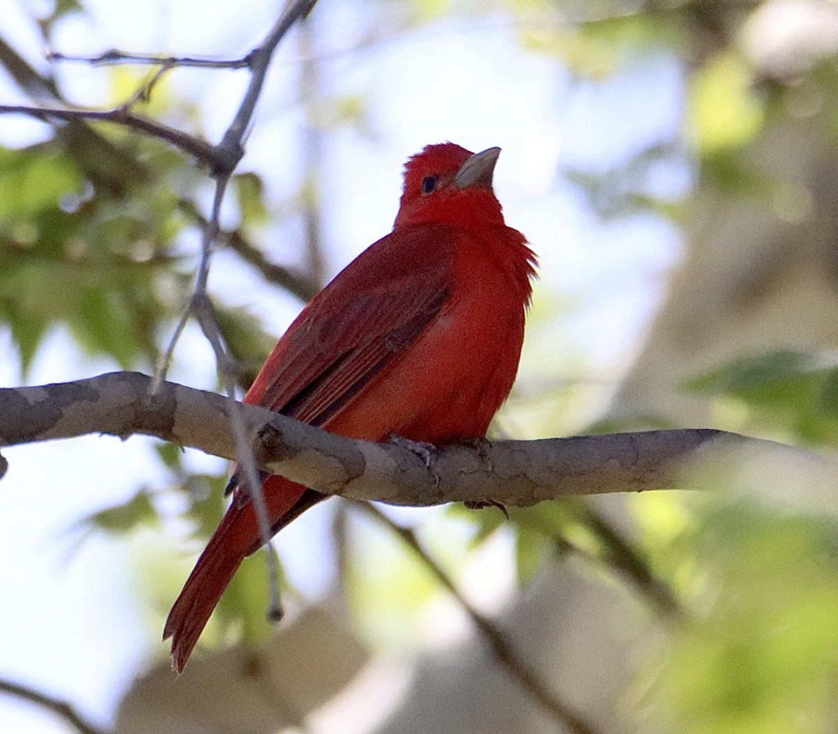 Summer Tanager - ML562921581