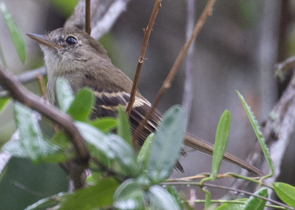 Euler's Flycatcher - ML562921951