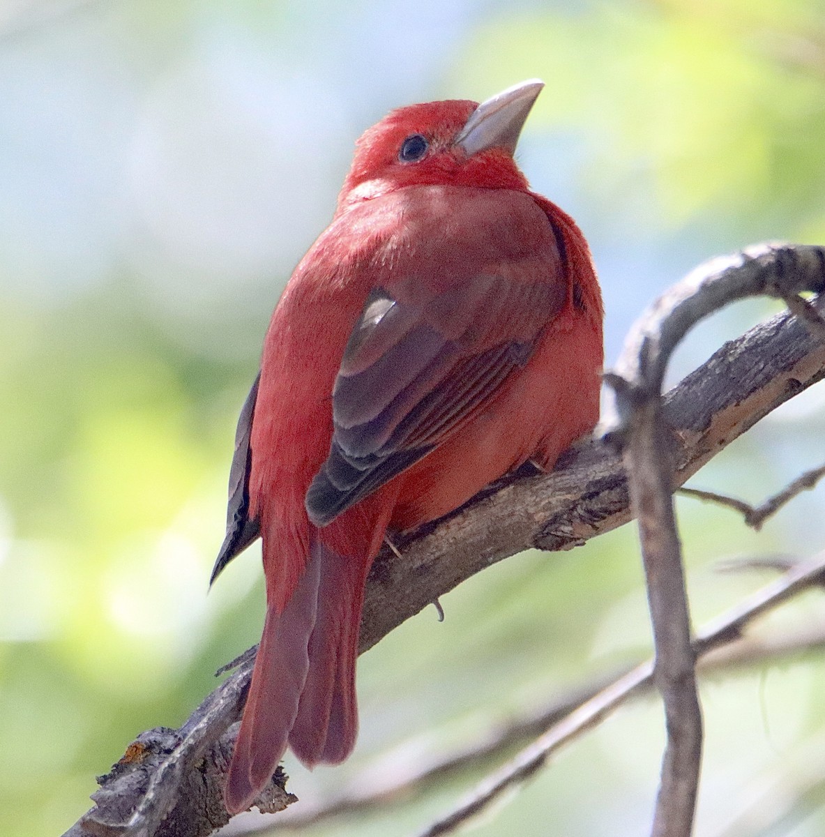 Summer Tanager - Francis Porter