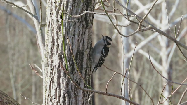 Downy Woodpecker - ML562922131