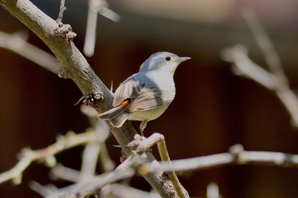 Bewick's Wren - ML562924211