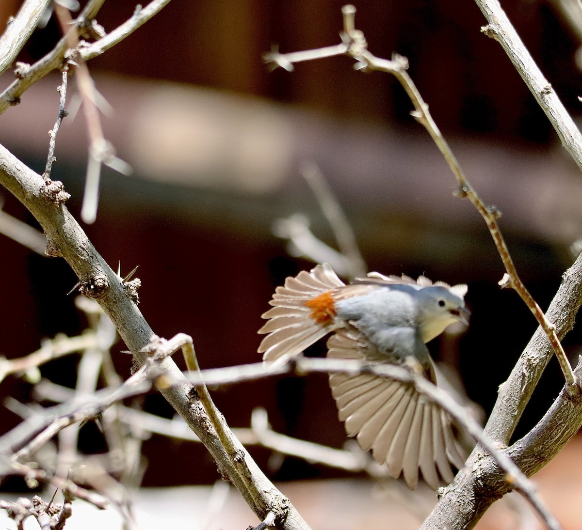 Bewick's Wren - ML562924221