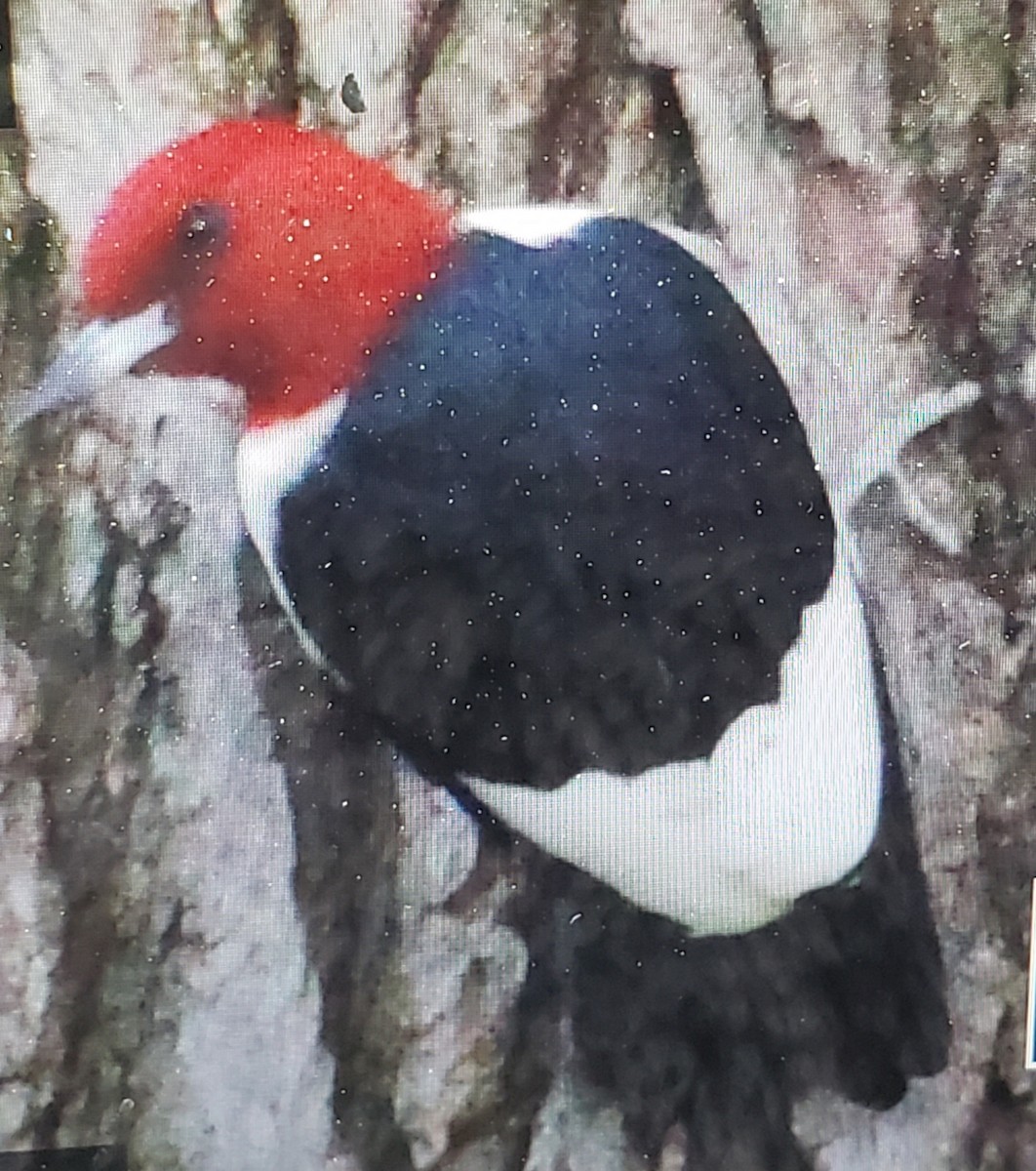 Red-headed Woodpecker - ML562924441