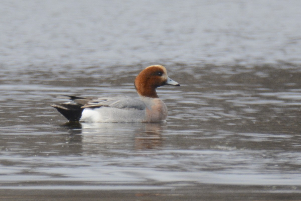 Eurasian Wigeon - ML562924531