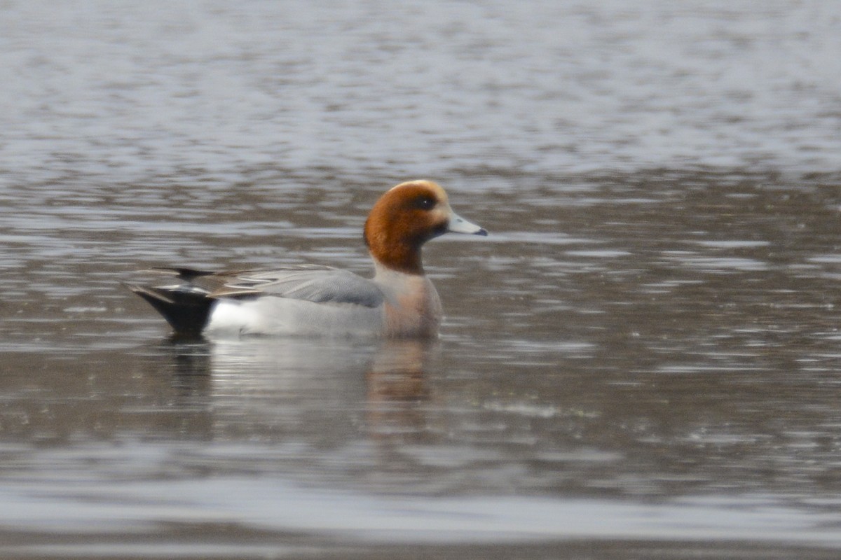 Eurasian Wigeon - ML562924551