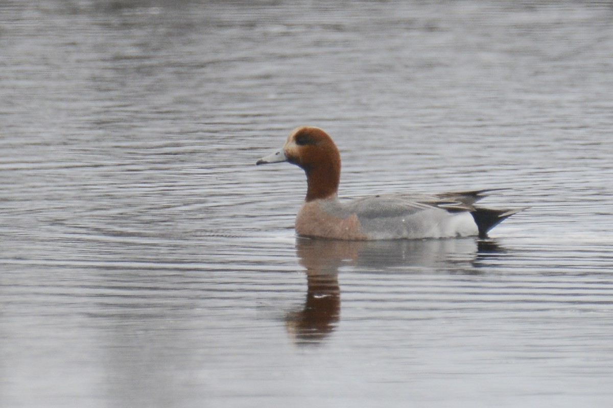 Eurasian Wigeon - ML562924561