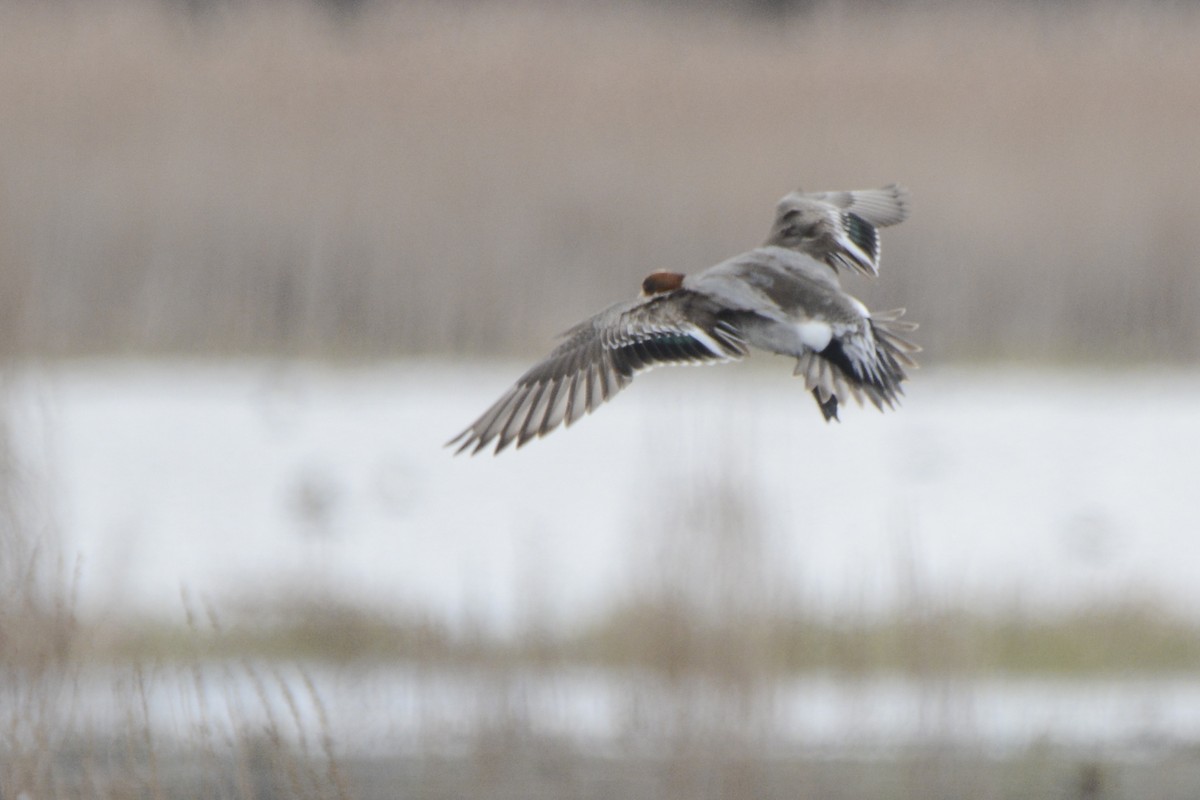 Eurasian Wigeon - ML562924571